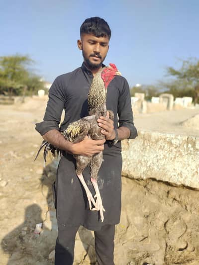 Long hight Kasna lasani