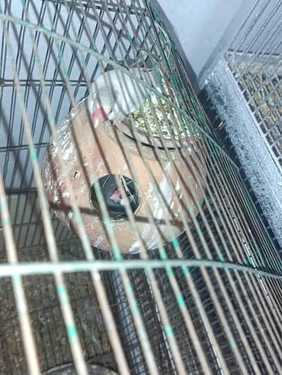 grey java breeder pair with newly layed eggs 0323/7808505