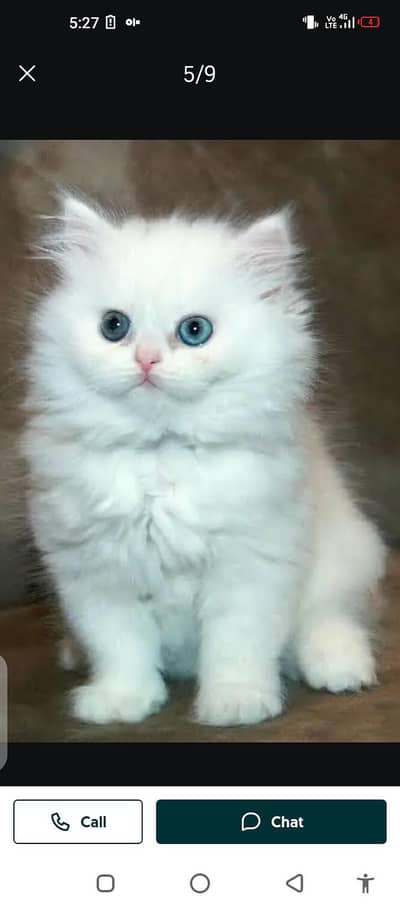 Persian cat for sale male or female my WhatsApp number03079330944