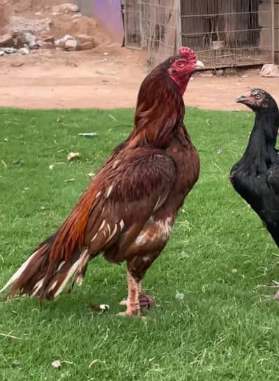 aseel breeder for sale