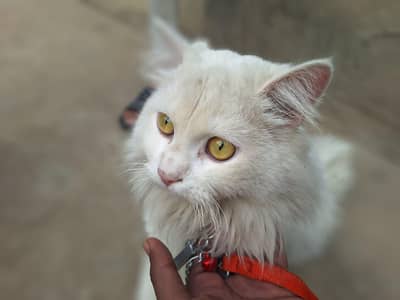Male Cat are available for sale