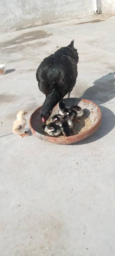 Aseel mianwali madi with 6 quality chicks