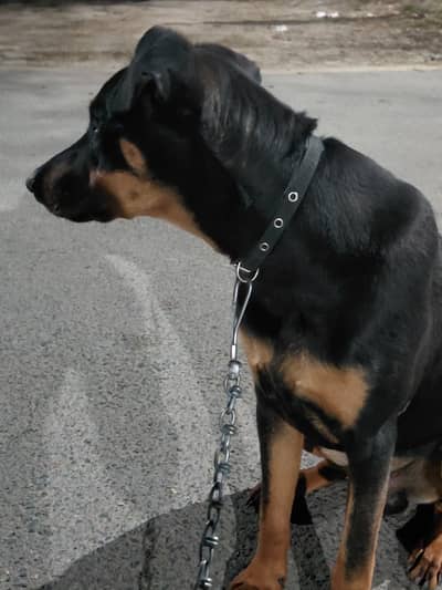 American Doberman male puppy available for sale