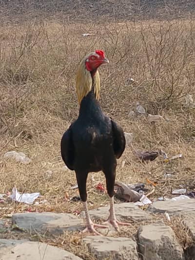 gar me Kam ha is waja sy