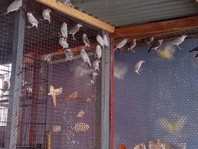 Hagoromo Java And Love Bird's