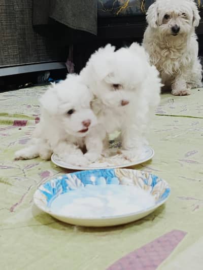 American Cotton Tulle Puppies Pair