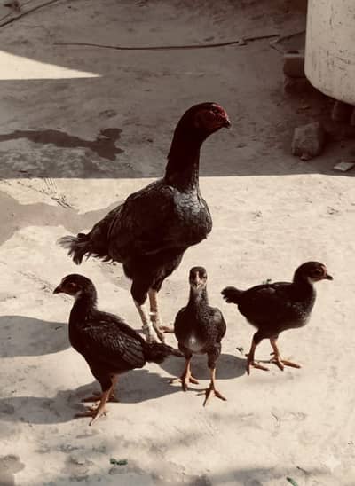 aseel female pure mianwali sale