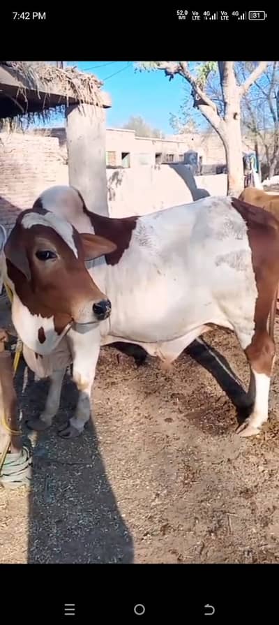 اسلام علیکم  امید کرتا ہوں کہ تمام دوست خیریت سے ہوں گے ۔میرے پاس ایک