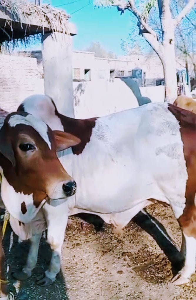 اسلام علیکم  امید کرتا ہوں کہ تمام دوست خیریت سے ہوں گے ۔میرے پاس ایک 1