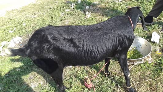 bital + Desi cross goat 0/3/4/3/0/3/0/9/9/3/0