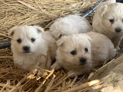 Russian female pups