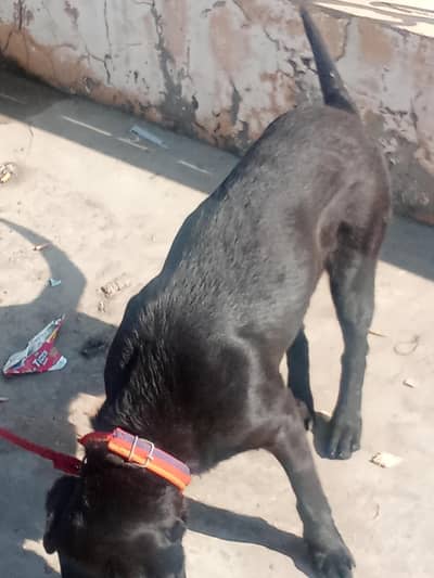 black butey hy jesay cheya rabta kr lo jaldi fimliy dog hy Sri bty mnt