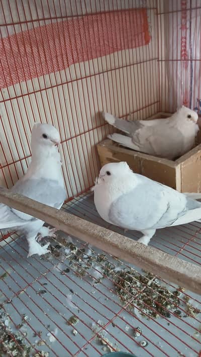 Sentinent Breeder Pair