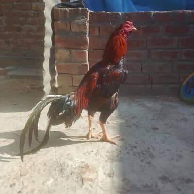 aseel mia Vali long tail