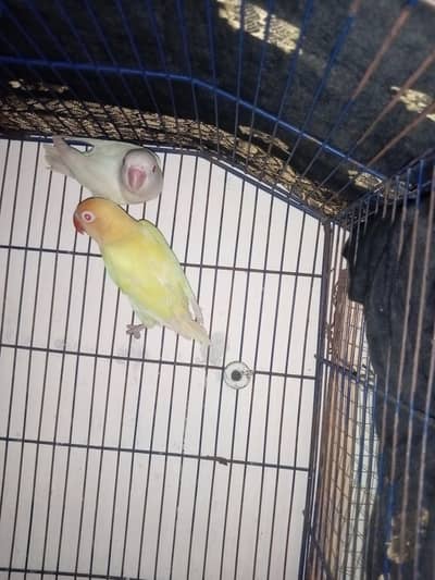 Breeder Lovebird pair with cage and breeding box