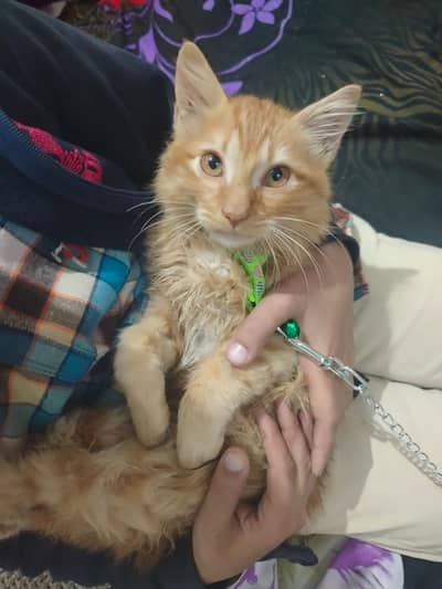 5 Month Persian Male for sale