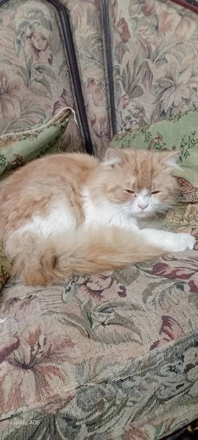 Persian male cat for sale full trained punched face triple cot
