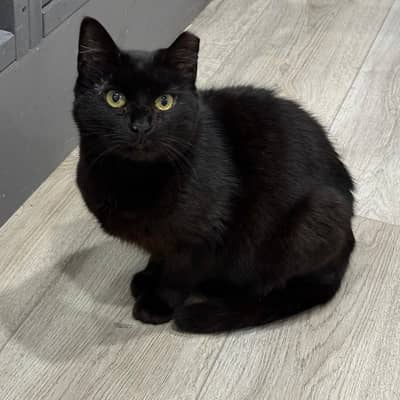 1 Year Black Male Cat for Sale – Healthy & Active