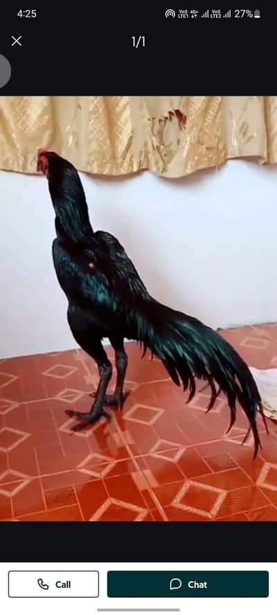 breed aseel heera my WhatsApp number 03263875929