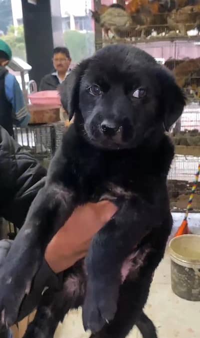 urgent sell 03475981324