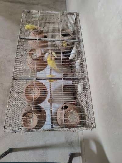 Budgie Red eyes breader pair colony + cage