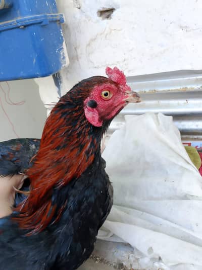 lakha aseel  high quality home breed with Dasi