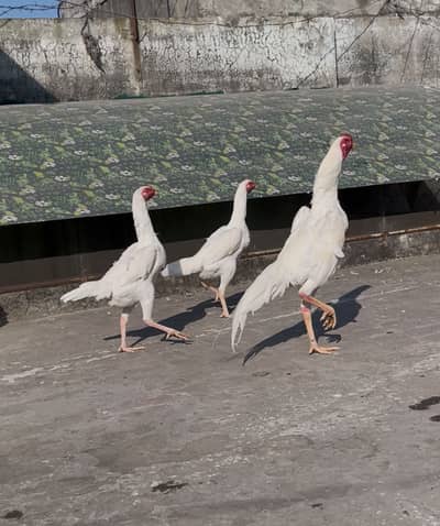 Shamo Aseel breeder pairs for sale