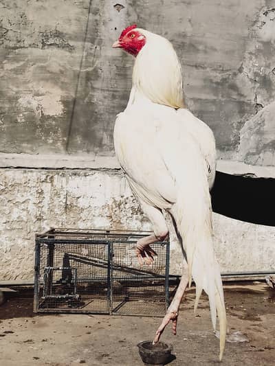 Top quality Heera Patha