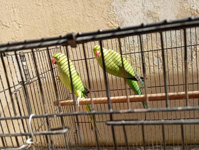 Green ringneck parrot pair