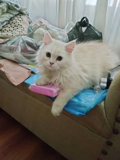 active kitten's for sale