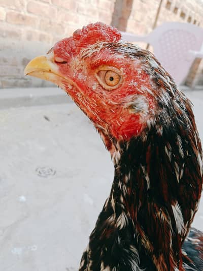 Aseel Murgay full active