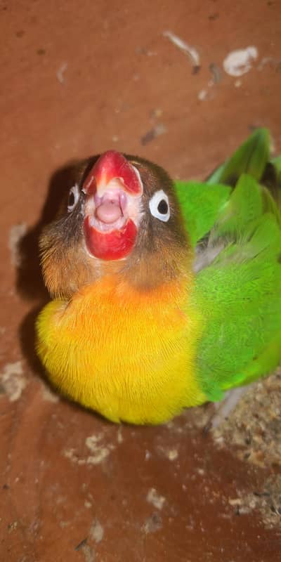 fisher parrot female
