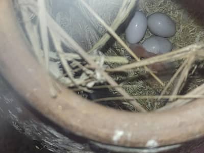 love birds mix creimino decino albino breeder pair available hy