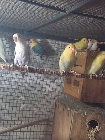 love birds mix creimino decino albino breeder pair available hy