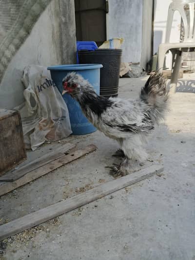 Silkie rooster