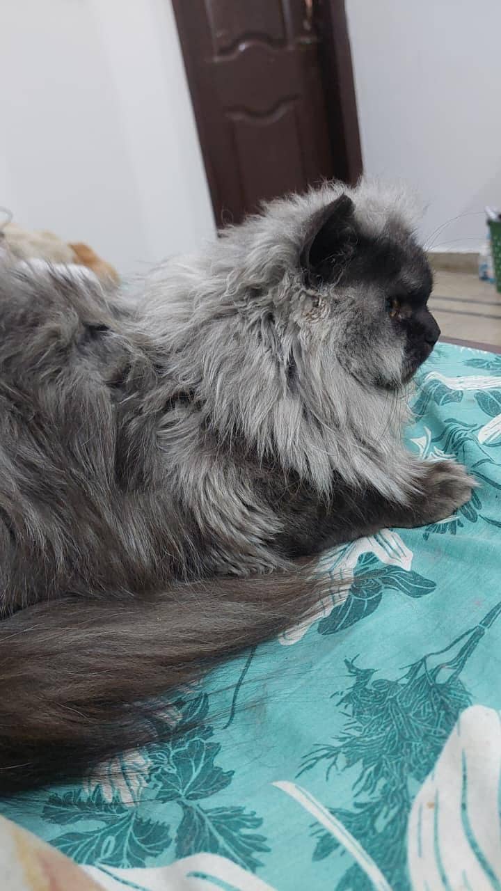 persian 3