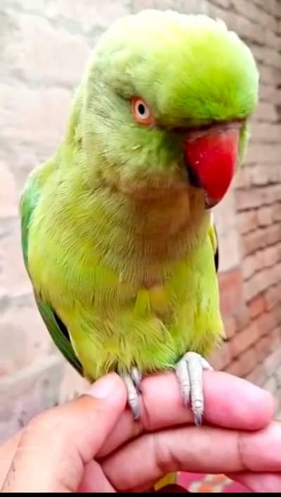 Handtame and talking