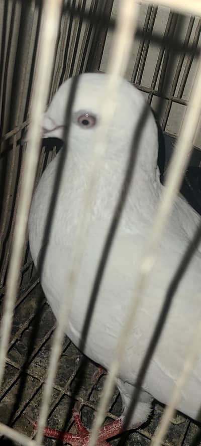 breeding pigeos pair