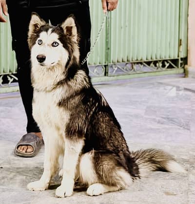 Huskey blue eyes
