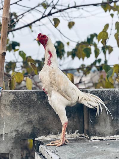 Germen o shamo pair 1 male 2 female age 1.5 sal ha