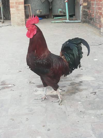 desi cock hens