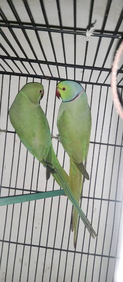 baredar pair for sale