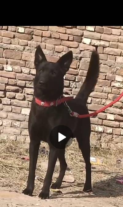 belgiam Shepherd male secortye dog