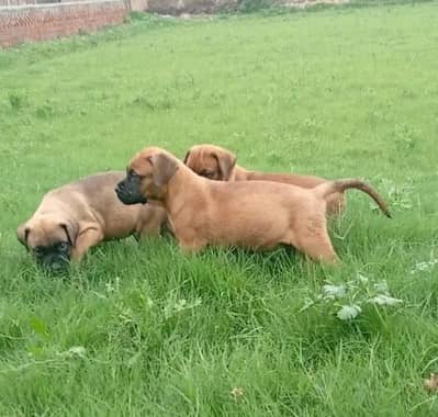 Bull mastiff puppies are available for new homes