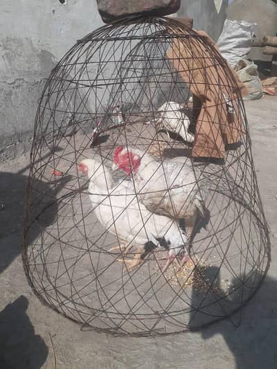 03185086271aseel heera 4 pieec