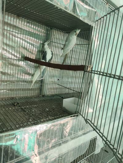 Ino V-Pied Male & Ino Red Eye Female