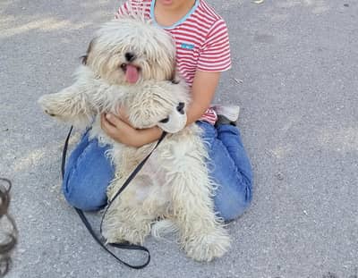 Shih Tzu Male Dog for Sale