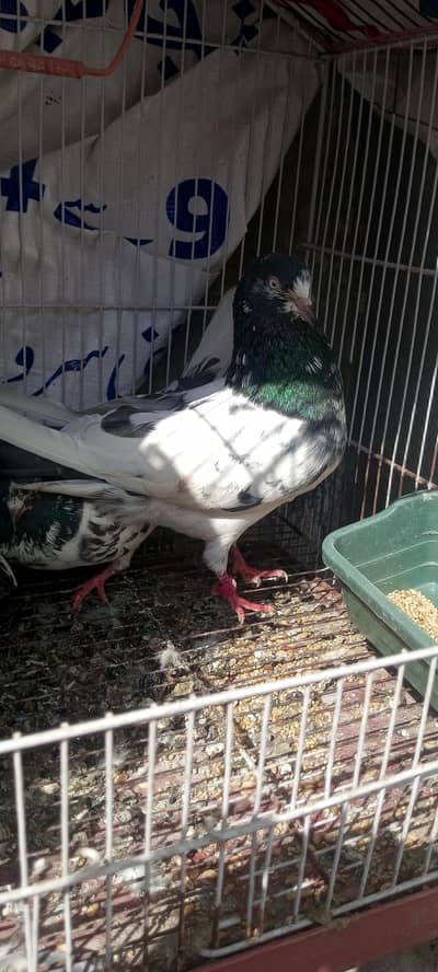 ch sab wala tedy nar kasoori mada