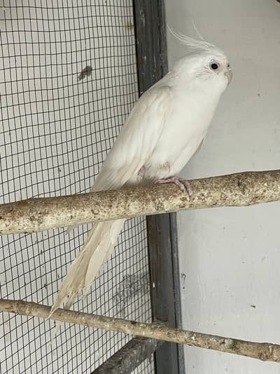 Eno Red Eyes Cocktail