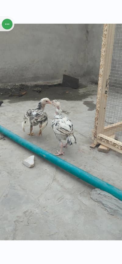 Pakistani Aseel high quality